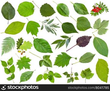 set of varuious green leaves isolated on white - apple, fern, rowan, oak, acorn, honeysuckle, acer, maple, ash, vine, grape, parthenocissus, ivy, malus, basil, cherry, potato, poplar, willow, etc