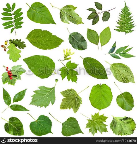 set of varuious green leaves isolated on white - fragaria, malus, morus, blackberry, mulberry, redcurrant, viburnum, kalina, black currant, potato, crabapple, willow, sallow, salix, fern, rowan, etc