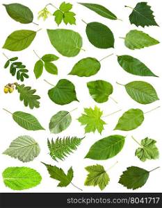 set of varuious green leaves isolated on white - hawberry, maple, acer, sambucus, elderberry, birch, fern, fraxinus, ash, oak, acorn, peppermint, honeysuckle, tilia, lime, caragana, acacia, etc