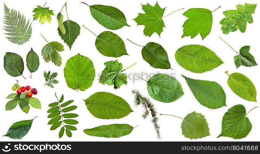 set of varuious green leaves isolated on white - plum, fern, rowan, hazel, ash, maple, larch, oak, birch, acer, quince, grape, aspen, cucumber, potato, parthenocissus, ivy, cydonia, hedera, etc