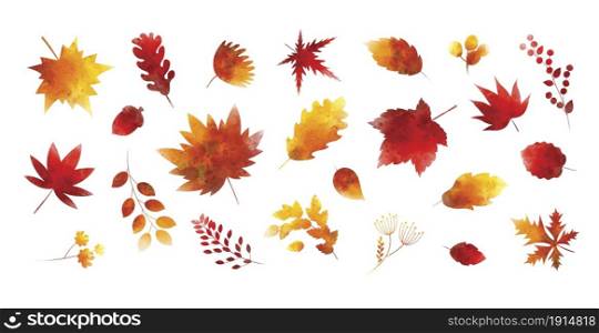 Set of watercolor autumn leaves on white background vector illustration