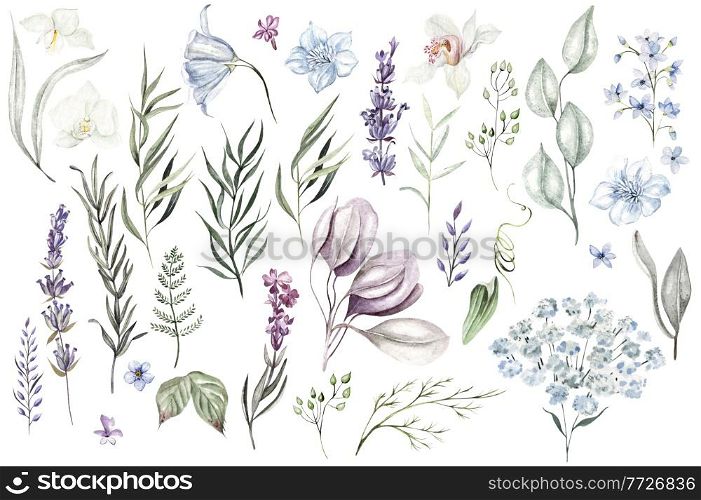 Set of watercolor eucalyptus leaves, herbs, branches, wildflowers, orchid. Botanical clipart. Floral design elements. Illustration. Set of watercolor eucalyptus leaves, herbs, branches, wildflowers, orchid. Botanical clipart. Floral design elements.