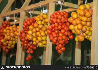 Set of Yellow and Orange Cherry Tomatoes Grouped in Clusters and Hung on a Wooden Beam.. Set of Yellow and Orange Cherry Tomatoes Grouped in Clusters and Hung on a Wooden Beam