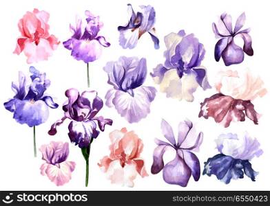 Set with Bright watercolor iris flowers. . Set with Bright watercolor iris flowers. Illustration