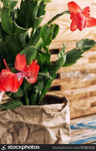 set with Decembrist flowered decorative indoor flower pot