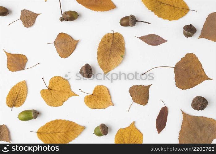 set yellow fallen leaves acorns