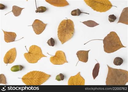 set yellow fallen leaves acorns