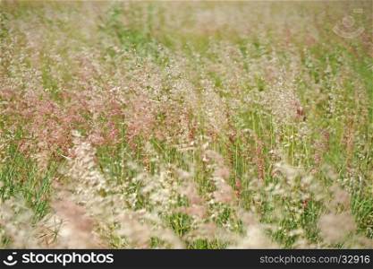 setaceum pennisetum or gramineae grass as nature background