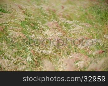 setaceum pennisetum or gramineae grass as nature background