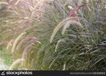 setaceum pennisetum or gramineae grass as nature background. setaceum pennisetum or gramineae grass