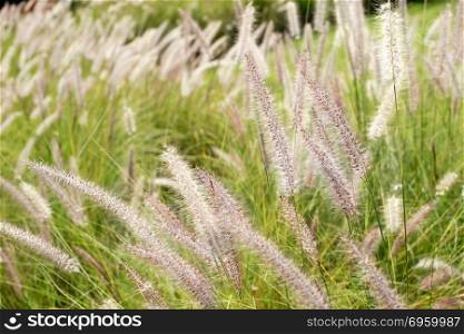 setaceum pennisetum or gramineae grass as nature background. setaceum pennisetum or gramineae grass