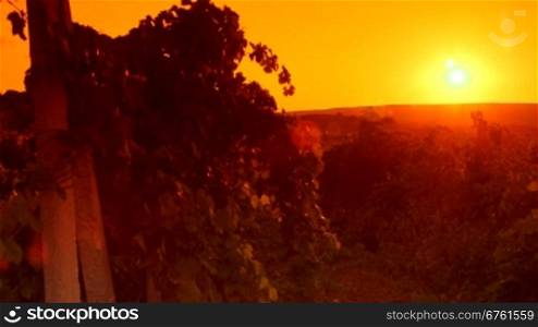 Setting red sun over vineyard hills