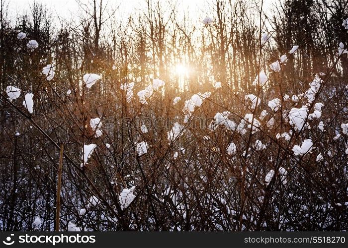 Setting sun in winter forest. Setting sun shining through branches of bare trees in winter forest covered with snow