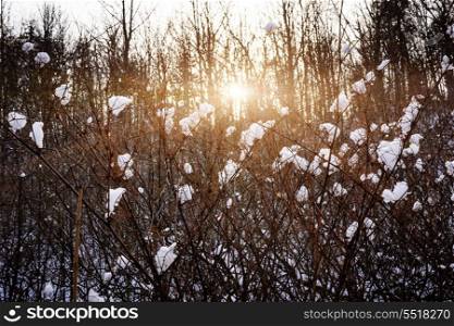 Setting sun in winter forest. Setting sun shining through branches of bare trees in winter forest covered with snow