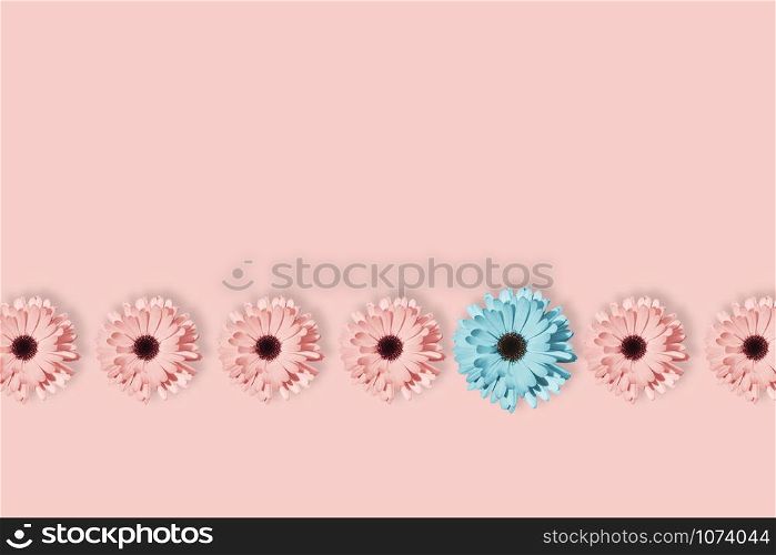 Seven daisies, chamomile or gerbera flower isolated at pastel pink background. Pop art design, creative unique concept. Floral pattern with blue, pink and yellow flower in minimal style.. Seven daisies, chamomile or gerbera flower isolated at pastel pink background.