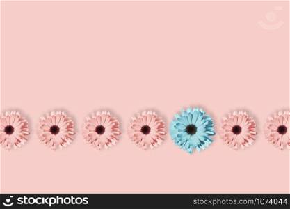 Seven daisies, chamomile or gerbera flower isolated at pastel pink background. Pop art design, creative unique concept. Floral pattern with blue, pink and yellow flower in minimal style.. Seven daisies, chamomile or gerbera flower isolated at pastel pink background.