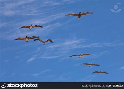 Seven pelicans flying in sun backlight on blue cloudy sky background&#xA;