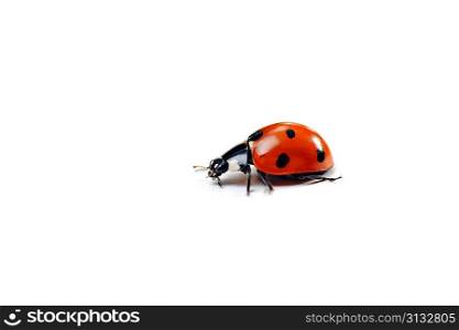 Seven-spotted ladybug isolated on white. close up