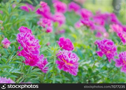 Several beautiful pink peonies on the flowerbed outdoors