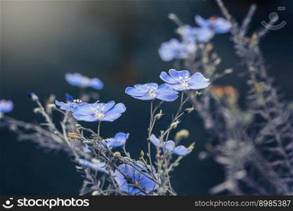 Several blue flowers of flax plant or linum perenne in blue background. Creative toning. Nature concept. Blue flax flowers on blue background