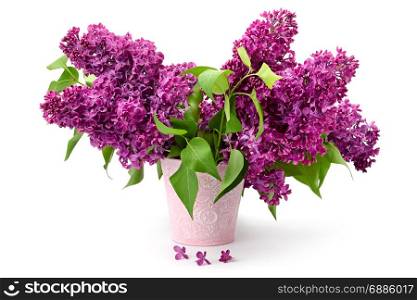 Several branches of a lilac in a metal bucket isolated on white.
