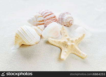 Several clams and starfishes on the background of sea sand