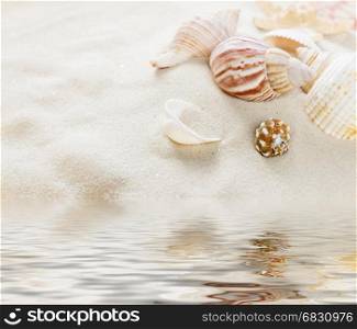 Several clams on the background of sea sand reflected in a water surface with small waves