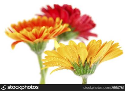 Several colorful gerbera flowers with dew drops isolated on white background