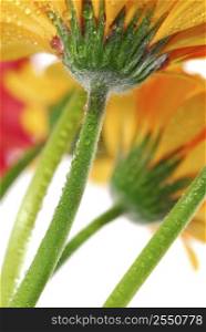 Several colorful gerbera flowers with dew drops, view from under