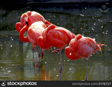 Several colorful pink flamingoes standing in water