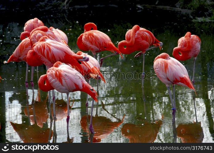 Several colorful pink flamingoes standing in water