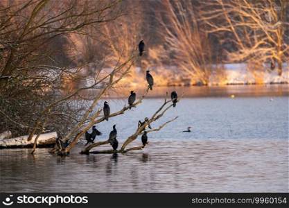 Several cormorants on a branch in the water. Cormorants winter