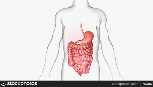 Several different viruses cause gastroenteritis, including norovirus, rotavirus, and adenovirus. 3D rendering. Several different viruses cause gastroenteritis, including norovirus, rotavirus, and adenovirus.