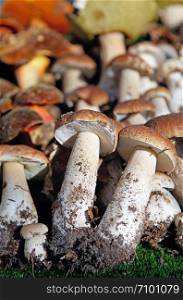 Several different wild mushrooms arranged edible mushrooms