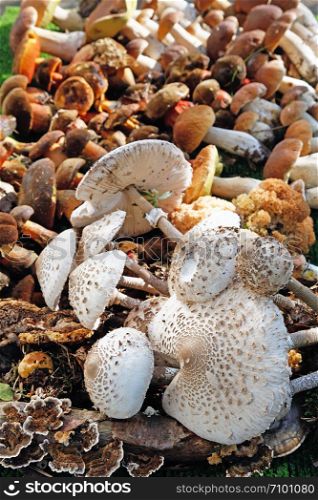 Several different wild mushrooms arranged edible mushrooms