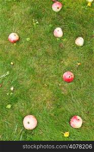 several fallen ripe apples lie on green lawn in summer day