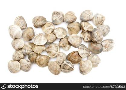 several fresh clams for a Mediterranean diet