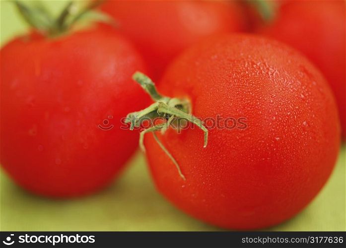 Several fresh dewy tomatoes close up on green background