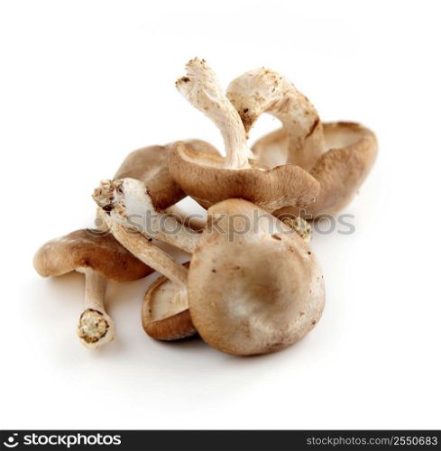 Several fresh shiitake mushrooms isolated on white background