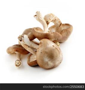 Several fresh shiitake mushrooms isolated on white background