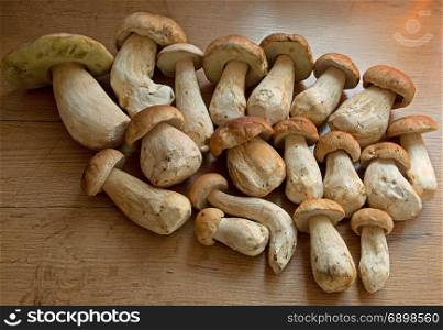 Several freshly harvested boletus (Boletus edulis) on an old, wooden kitchen table in the natural morning sun. Poland, September.