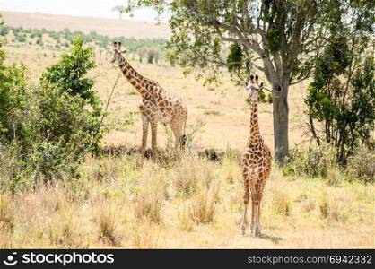 Several Giraffes near Acacias . Several Giraffes near Acacias in Masai Mara Park Kenya