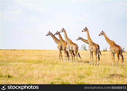 Several Giraffes near Acacias . Several Giraffes near Acacias in Masai Mara Park Kenya