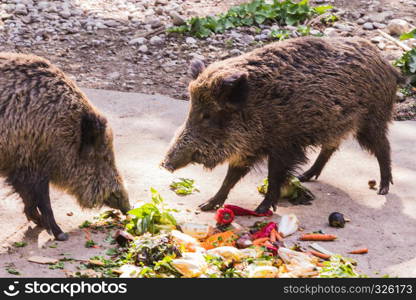 several jabalies eating fruits and vegetables