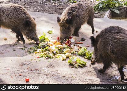 several jabalies eating fruits and vegetables