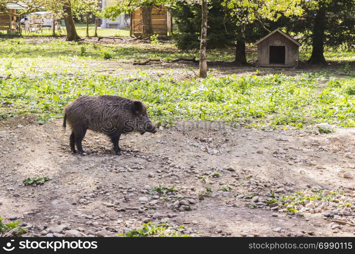 several jabalies eating fruits and vegetables