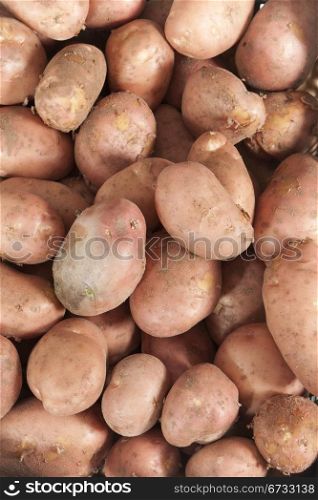 several kilograms of recently collected potato harvest