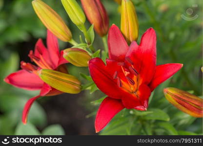 Several large flowers of red lilies outdoors close-up