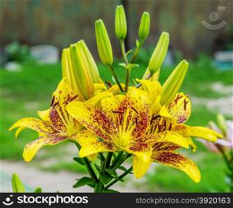 Several large flowers of yellow tiger lilies outdoors close-up