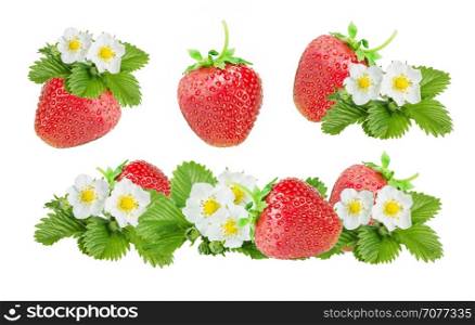 Several large red ripe strawberries and white flowers and green leaves of strawberry isolated on white background